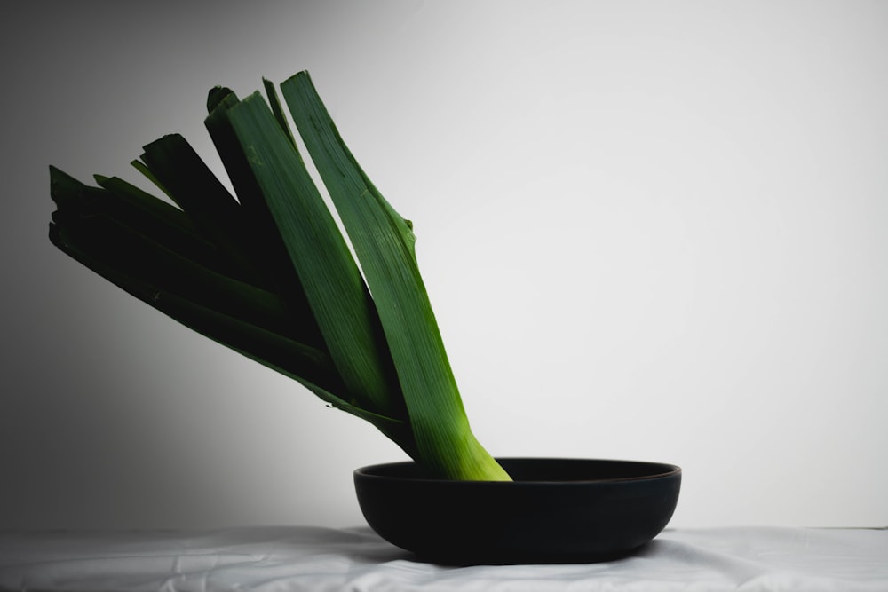 a black bowl with a green plant in it