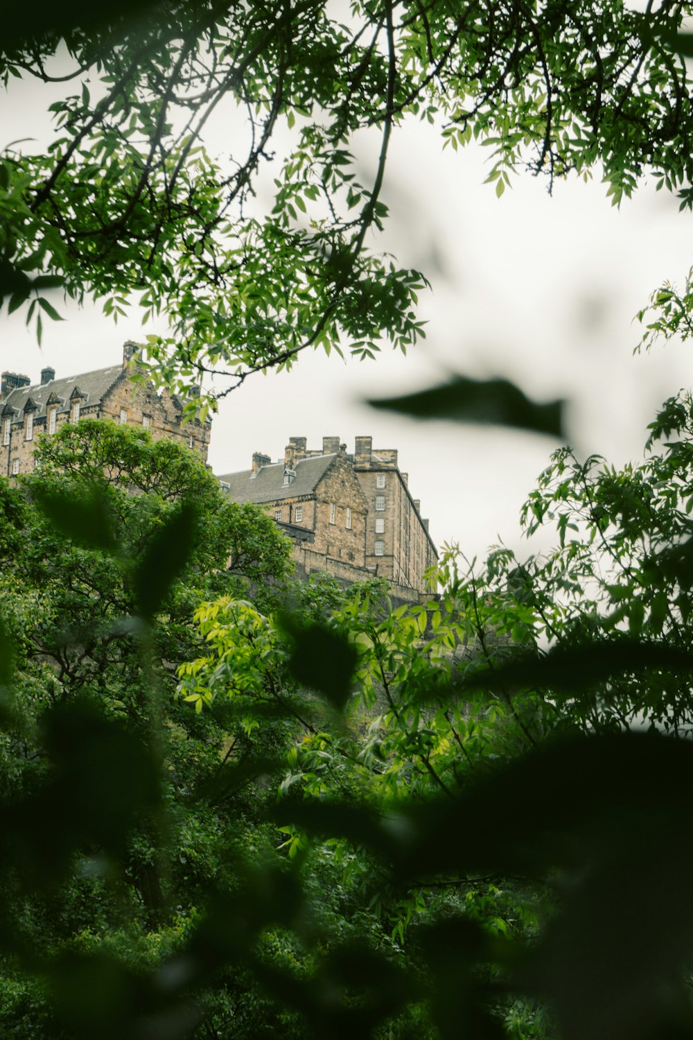 green trees at daytime