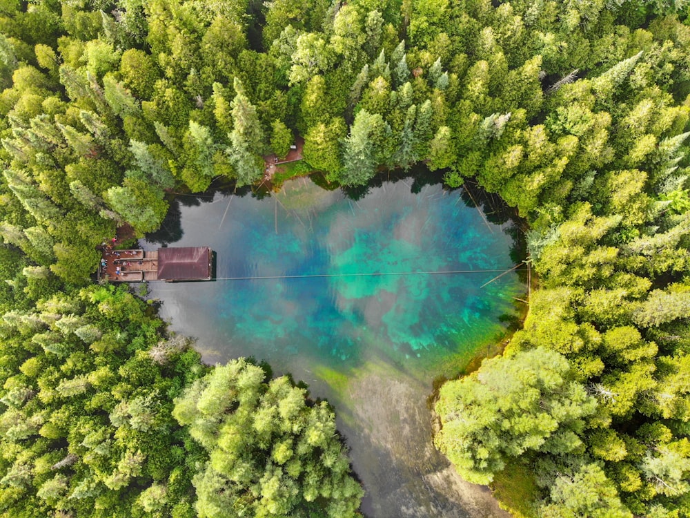 lake in forest