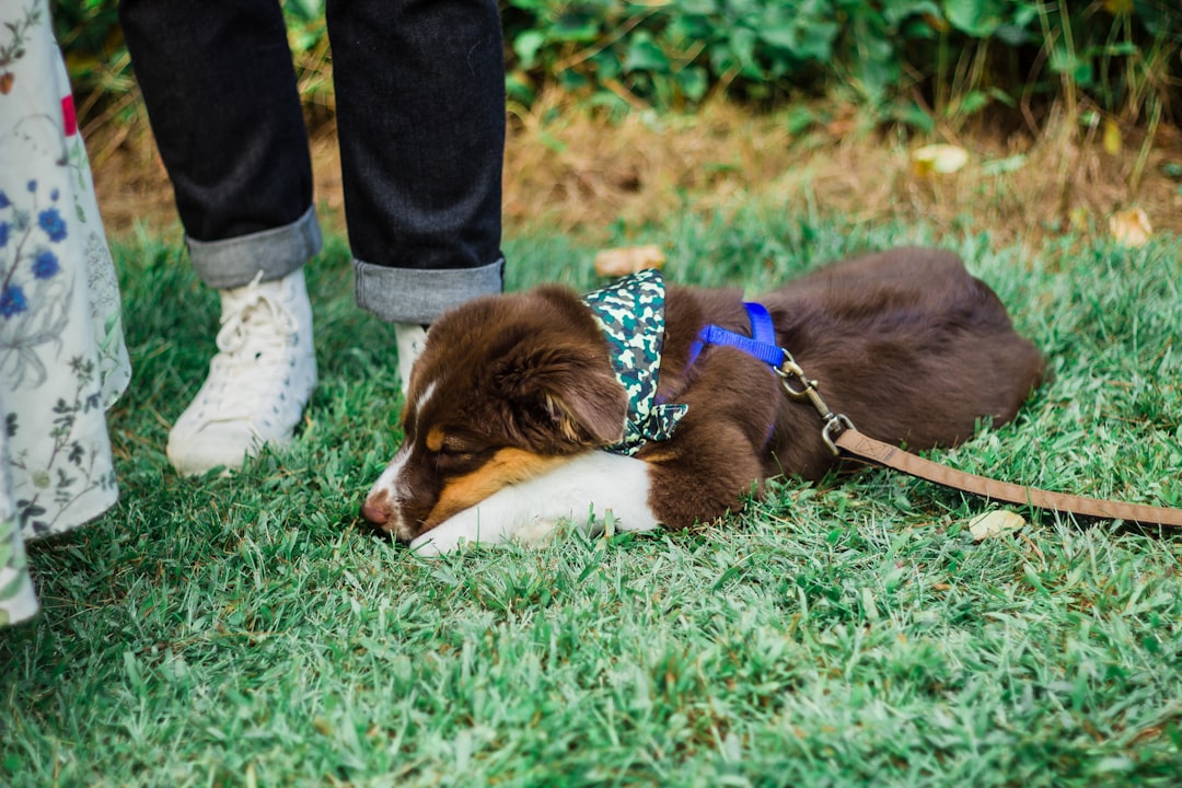 close-up photography of tan puppy lying on grass