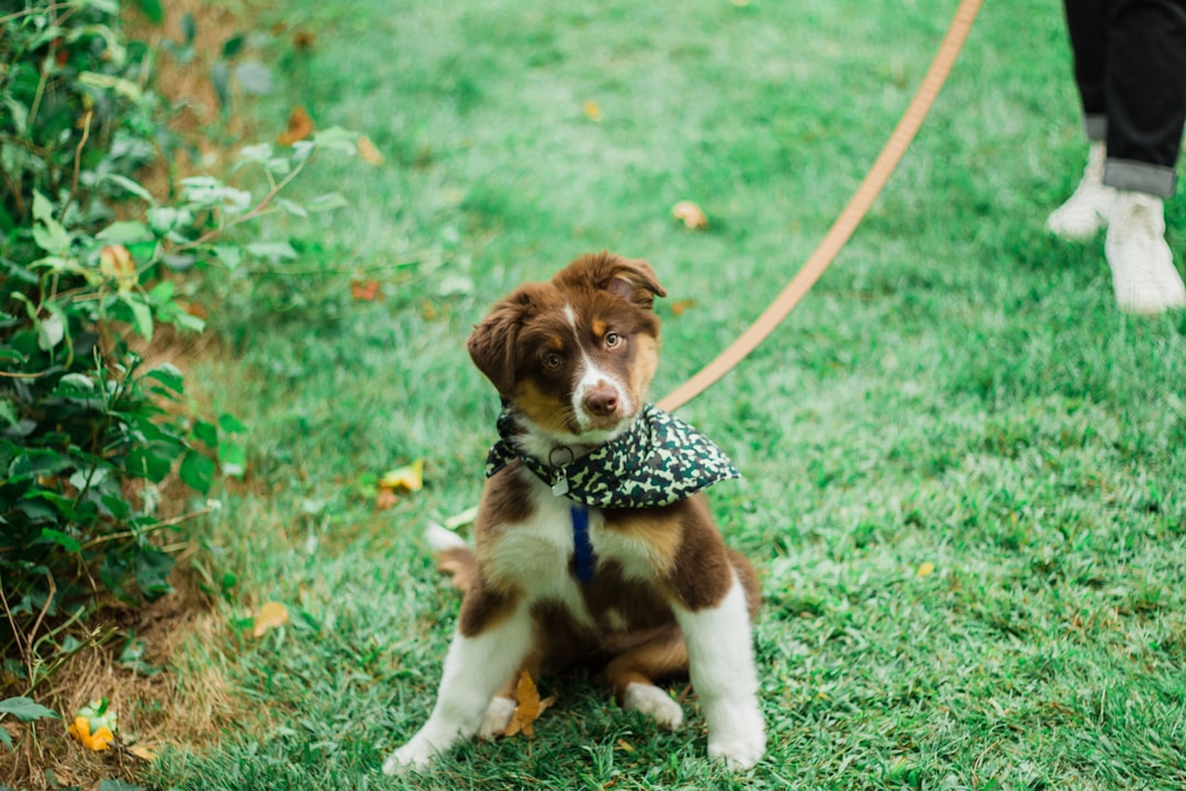 tan and white puppy