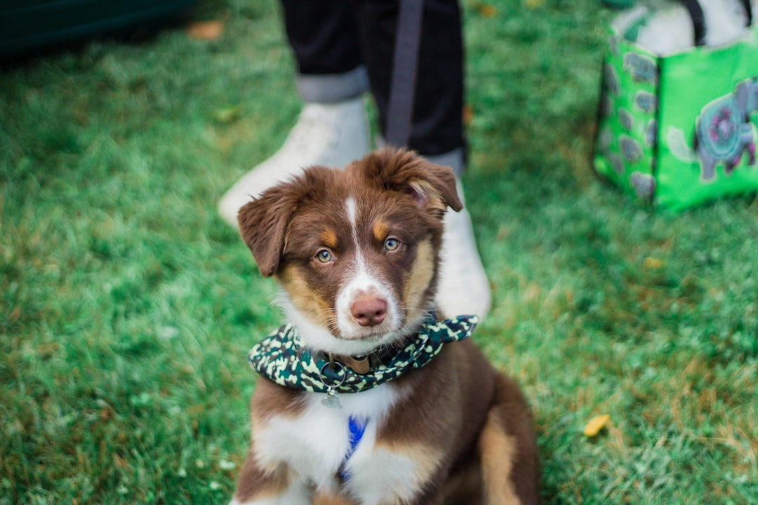 brown puppy sitting on grass