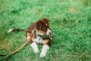 A playful puppy running outdoors wearing a vibrant patterned bandana with flowers