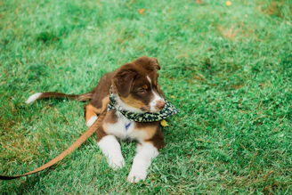 A playful puppy running through a field, sporting a bright, original patterned bandana.