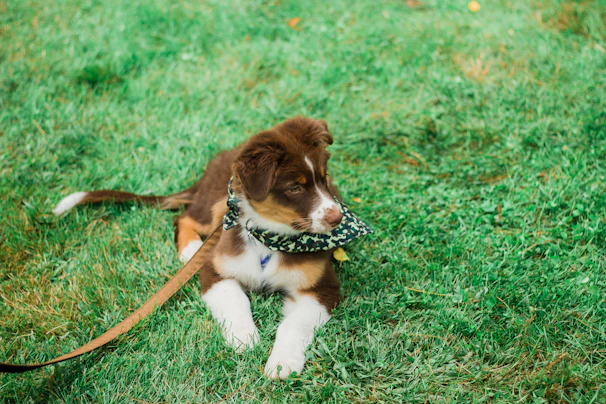 A playful puppy running through a field, sporting a bright, original patterned bandana.