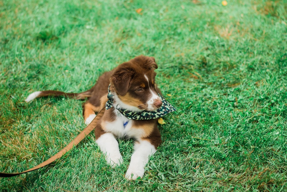 long-coated brown and white puppy sitting on green grass field