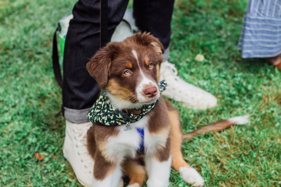 short-coated white and brown puppy near person standing