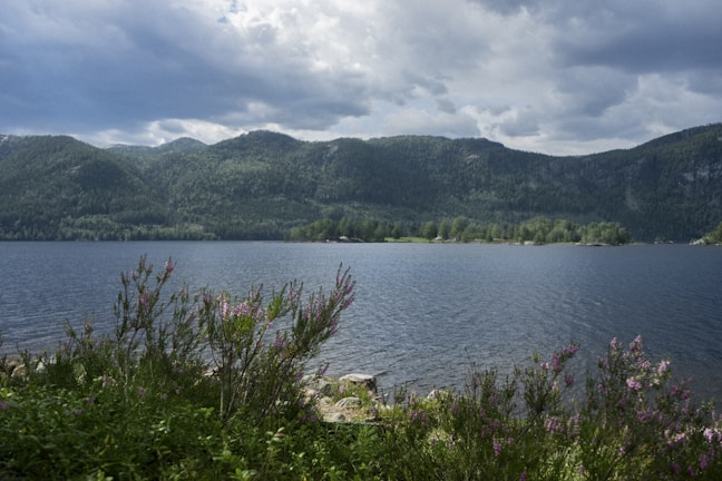 A tranquil lake surrounded by vibrant wildflowers.