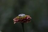 Handcrafted gemstone ring with intricate detailing, placed beside a blooming flower.