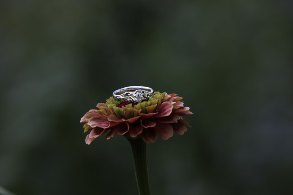 silver-color ring on pink petaled flower in close-up phoyo