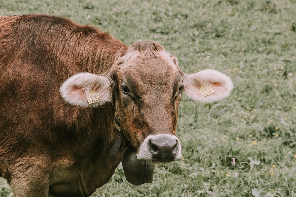 brown cow standing on green grass field