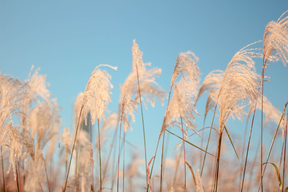 white grains