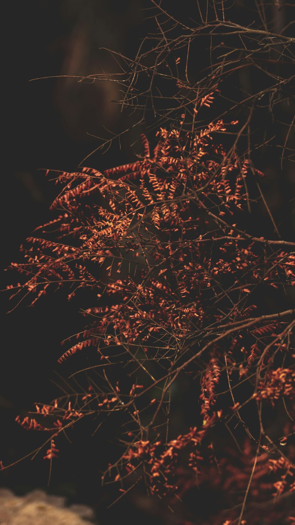 macro photography of brown leaf plants