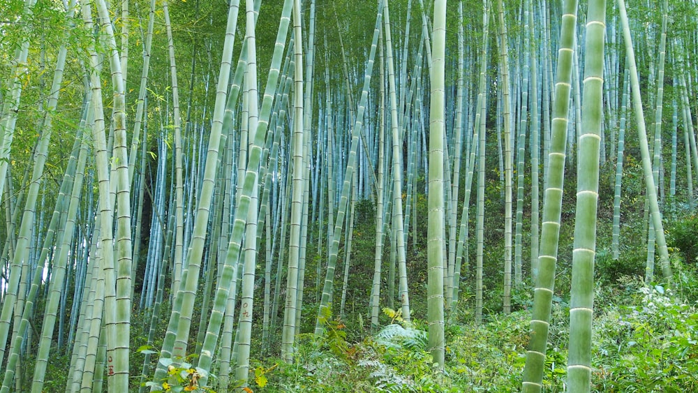 green bamboo grass