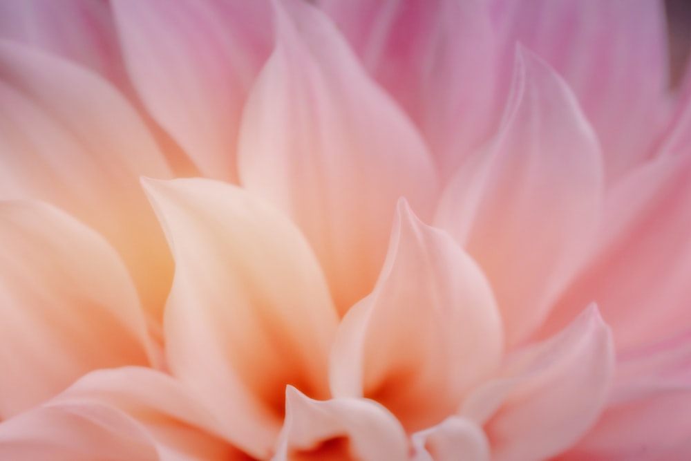 Fotografia macro flor rosa