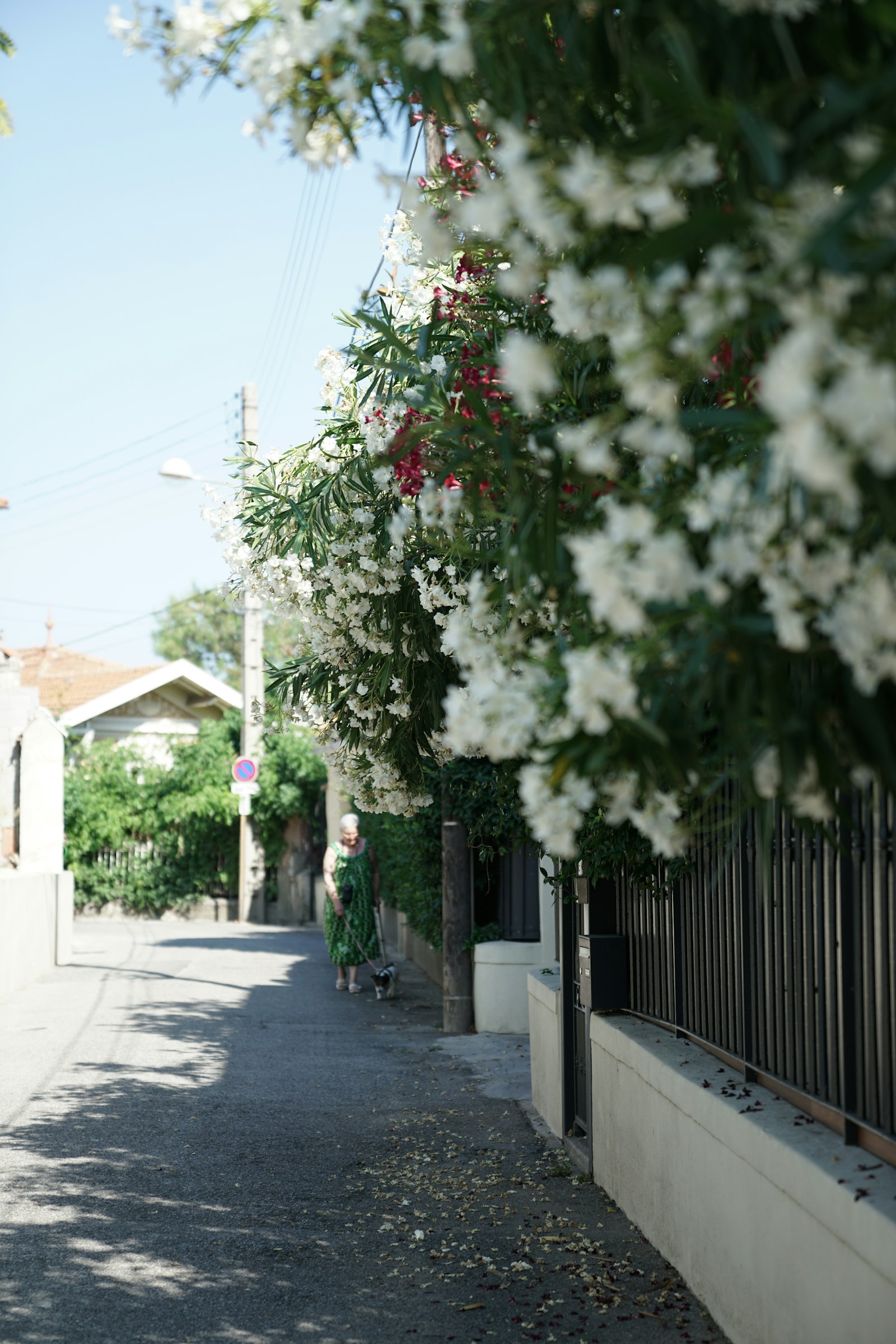 Sony FE 24-70mm F2.8 GM sample photo. White petaled flowers photography