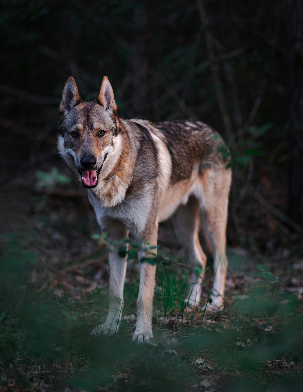 selective focus photography of short-coated brown dog