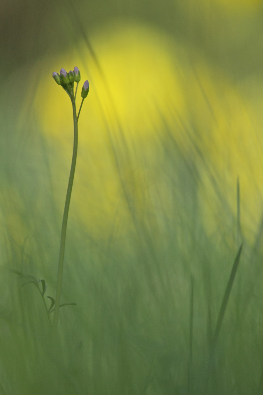 a close up of a flower in a field of grass