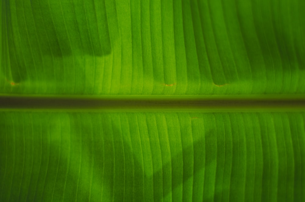 green banana leaf