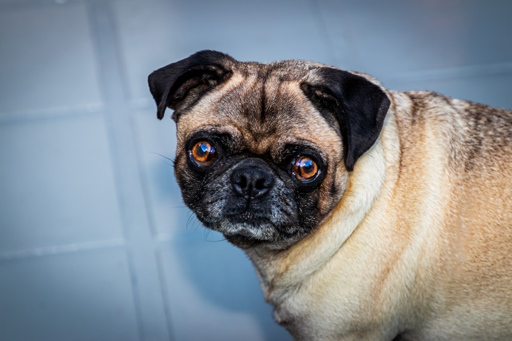 fawn pug on tiles