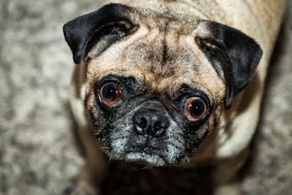 A close-up of a pug looking directly at the camera with wide, curious eyes. The fur is a mix of light brown and black, with dark ears and a distinctive wrinkled forehead.