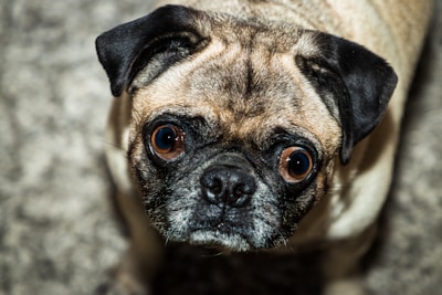 A close-up of a pug looking directly at the camera with wide, curious eyes. The fur is a mix of light brown and black, with dark ears and a distinctive wrinkled forehead.