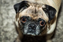 A close-up of a joyful pug puppy with bright eyes and a wrinkled face.