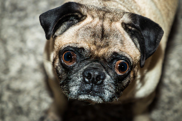 Close-up of a pug's wrinkled face with curious, bright eyes.