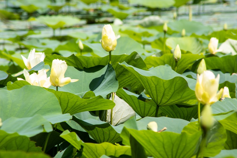 beige petaled flower plants