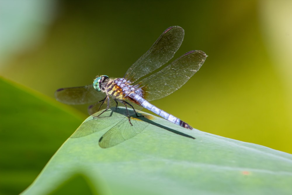 a dragonfly sitting on a green leaf