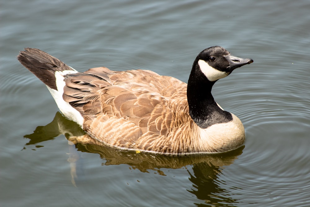 a duck floating on top of a body of water