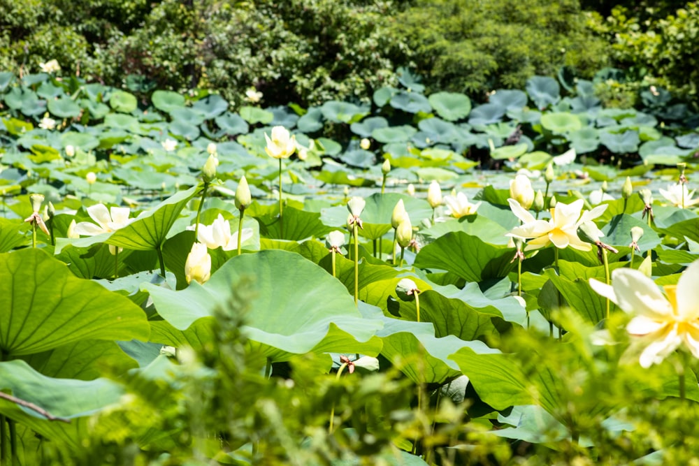 a field full of water lilies and green leaves