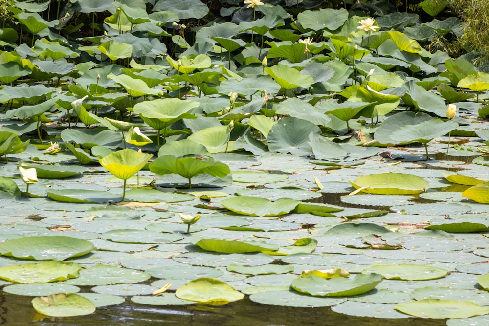 a pond filled with lots of water lilies