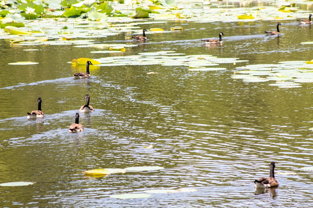 a group of ducks swimming on top of a lake