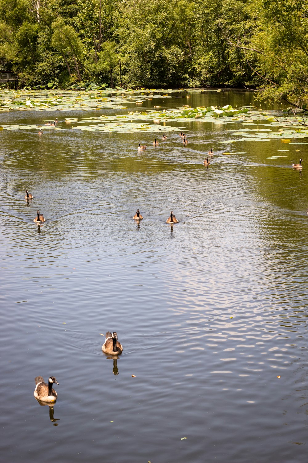 a group of ducks floating on top of a lake