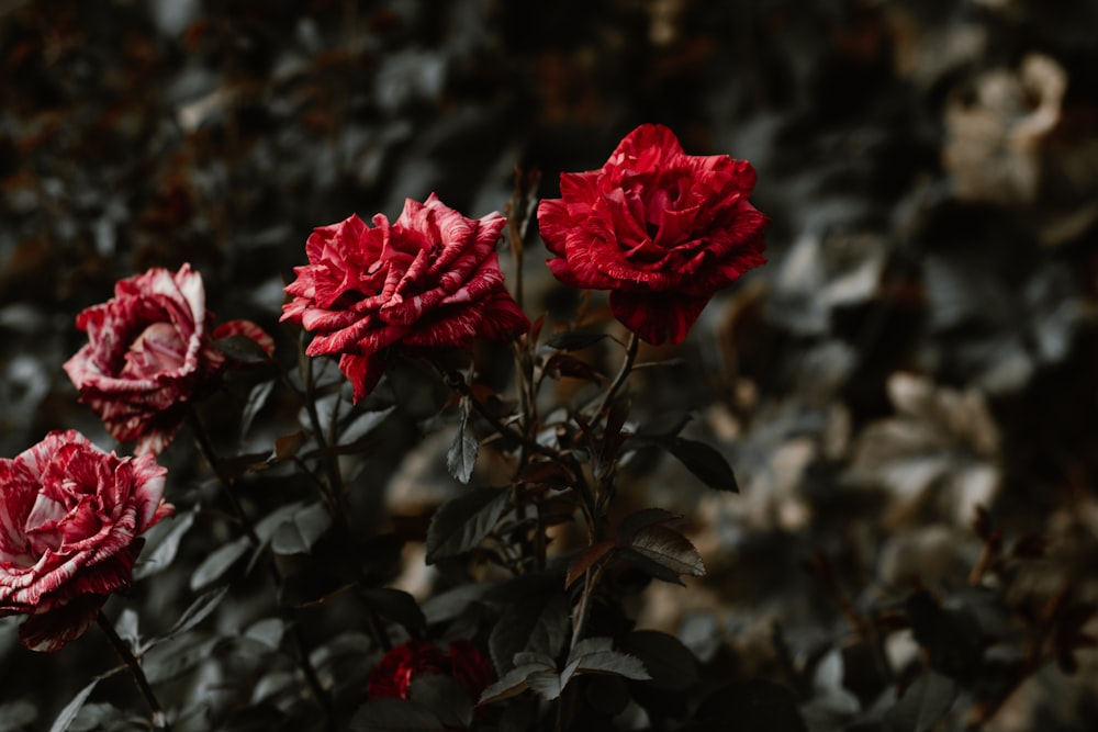 red rose flowers