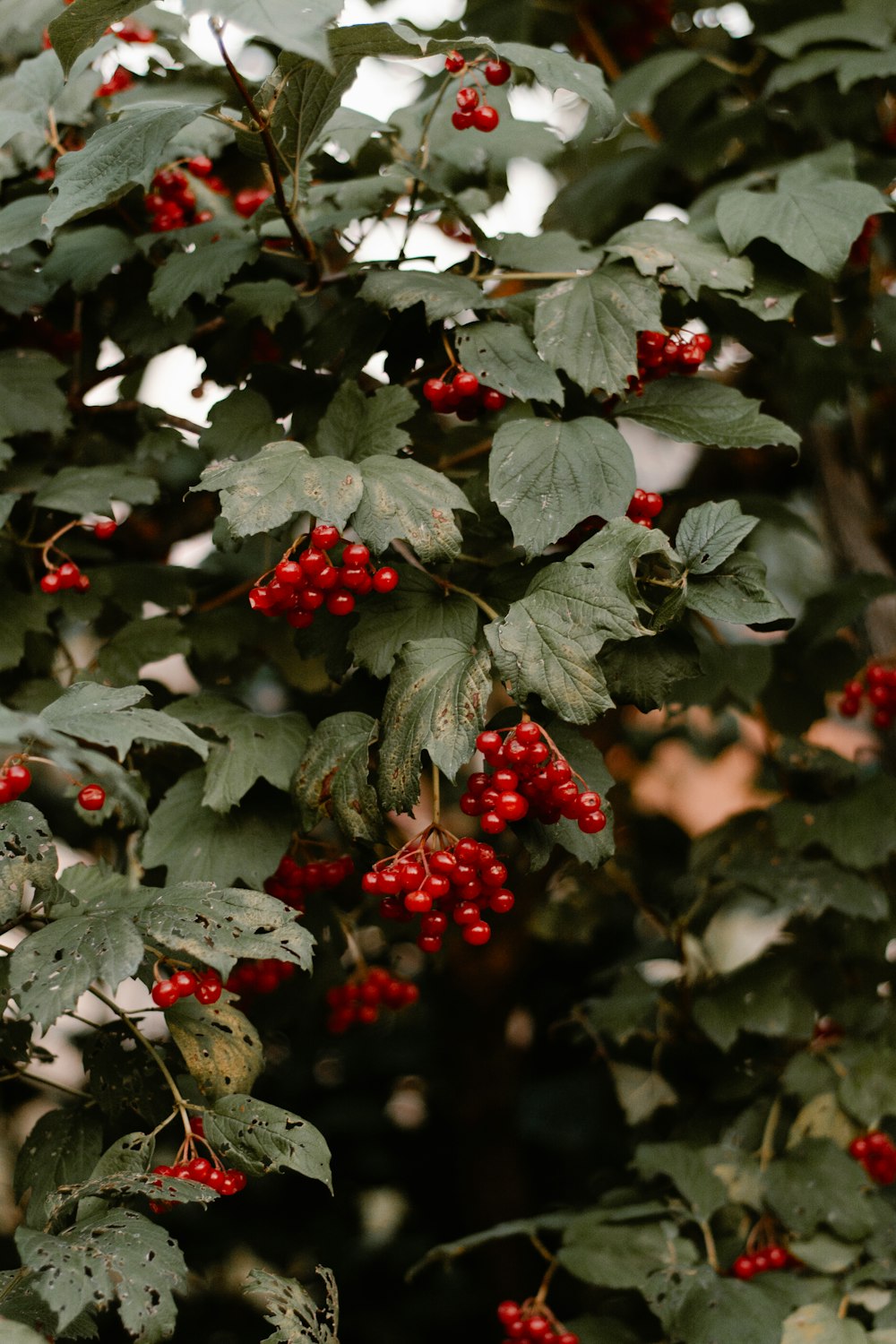 red currants