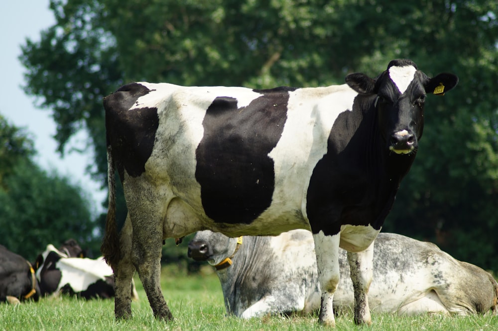 Vaca preta e branca em pé na grama