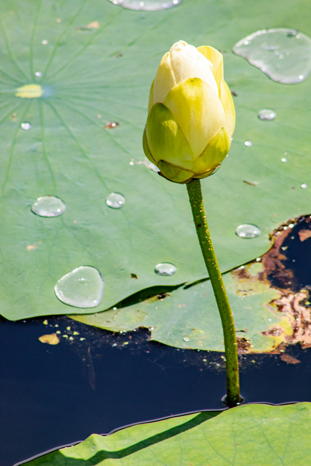 a single yellow flower sitting on top of a lily pad