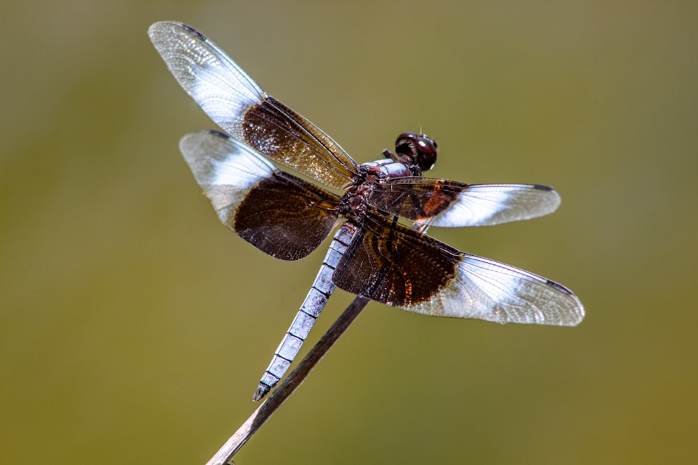 a close up of a dragonfly on a stick