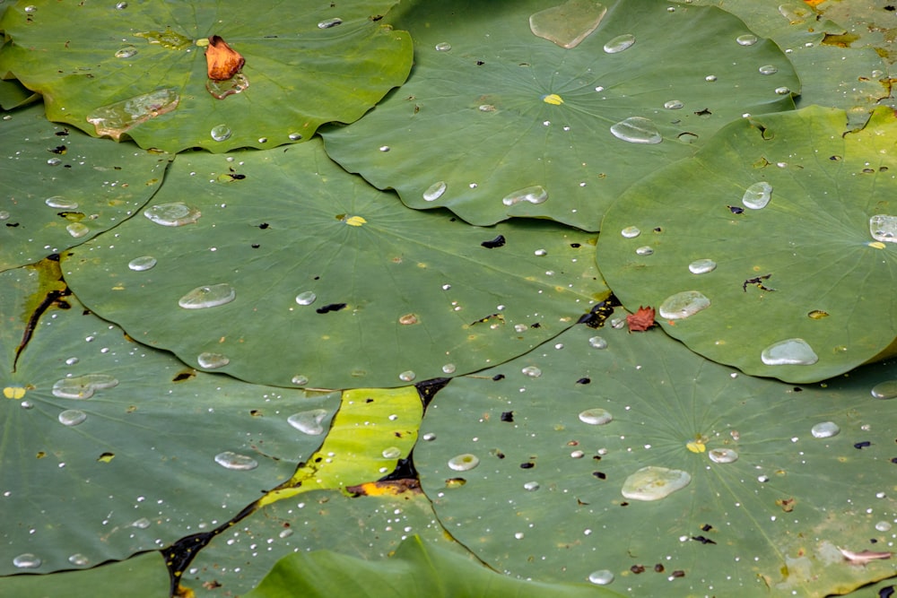 a large green leaf with drops of water on it