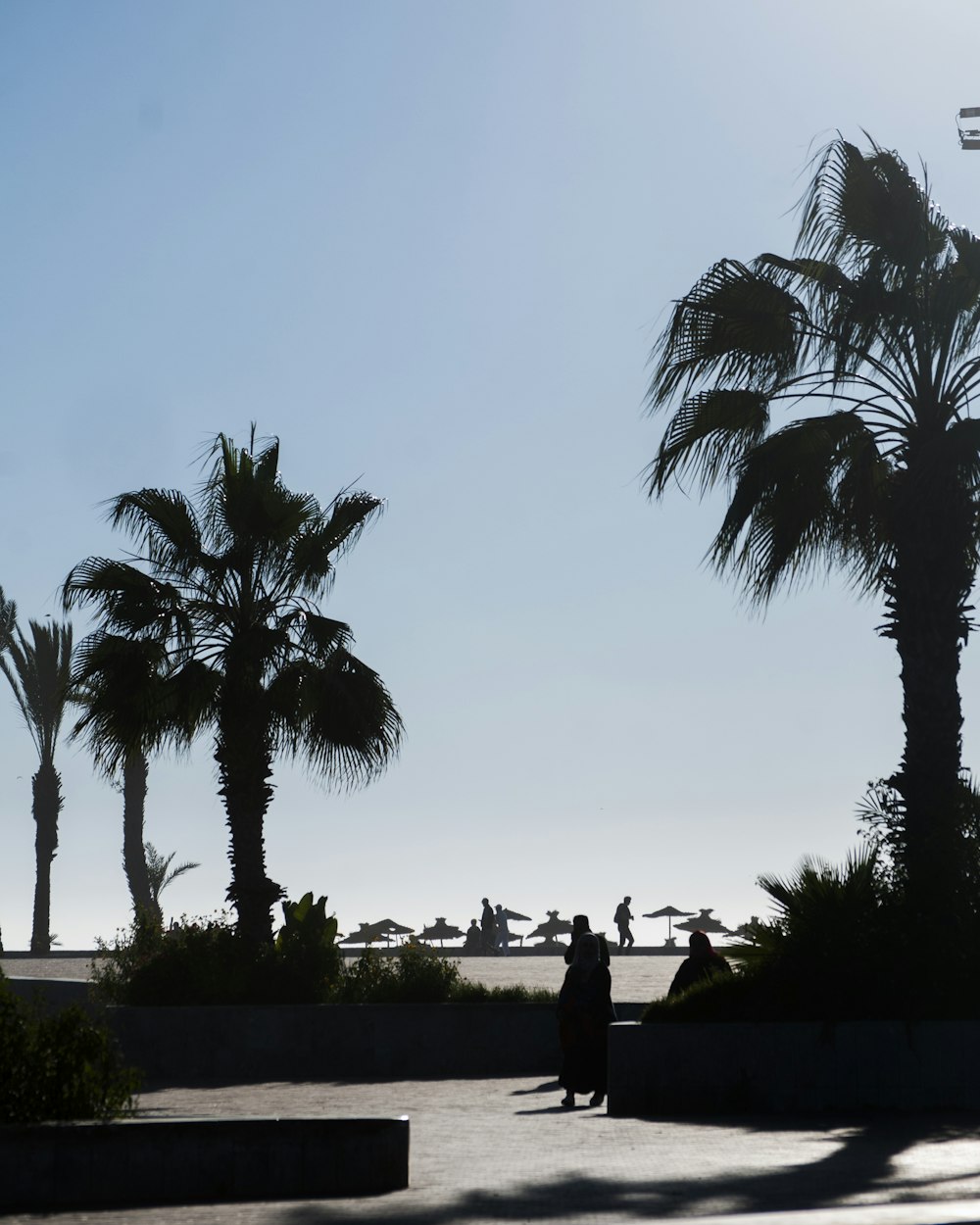 a couple of palm trees sitting next to each other