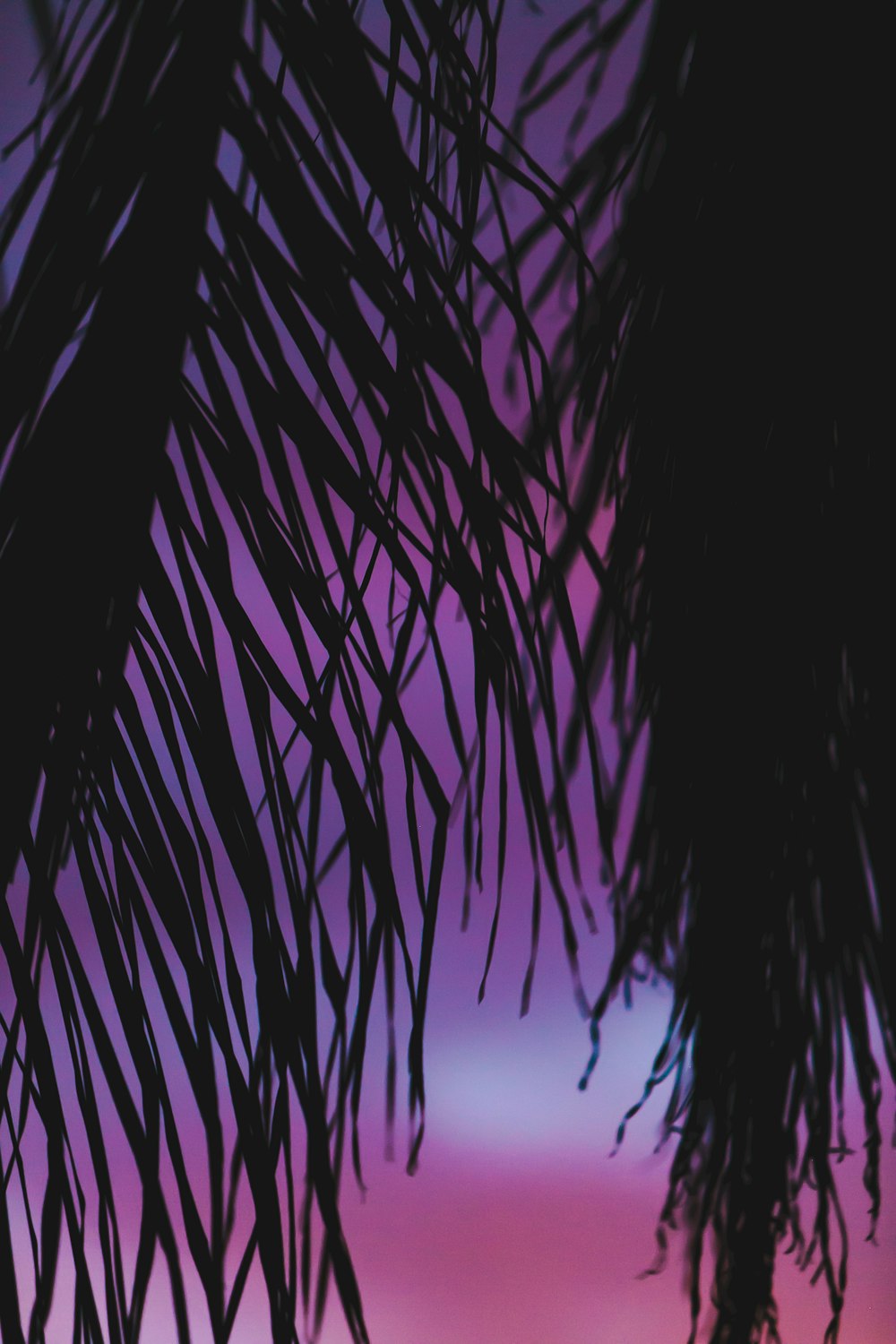 coconut tree during golden hour