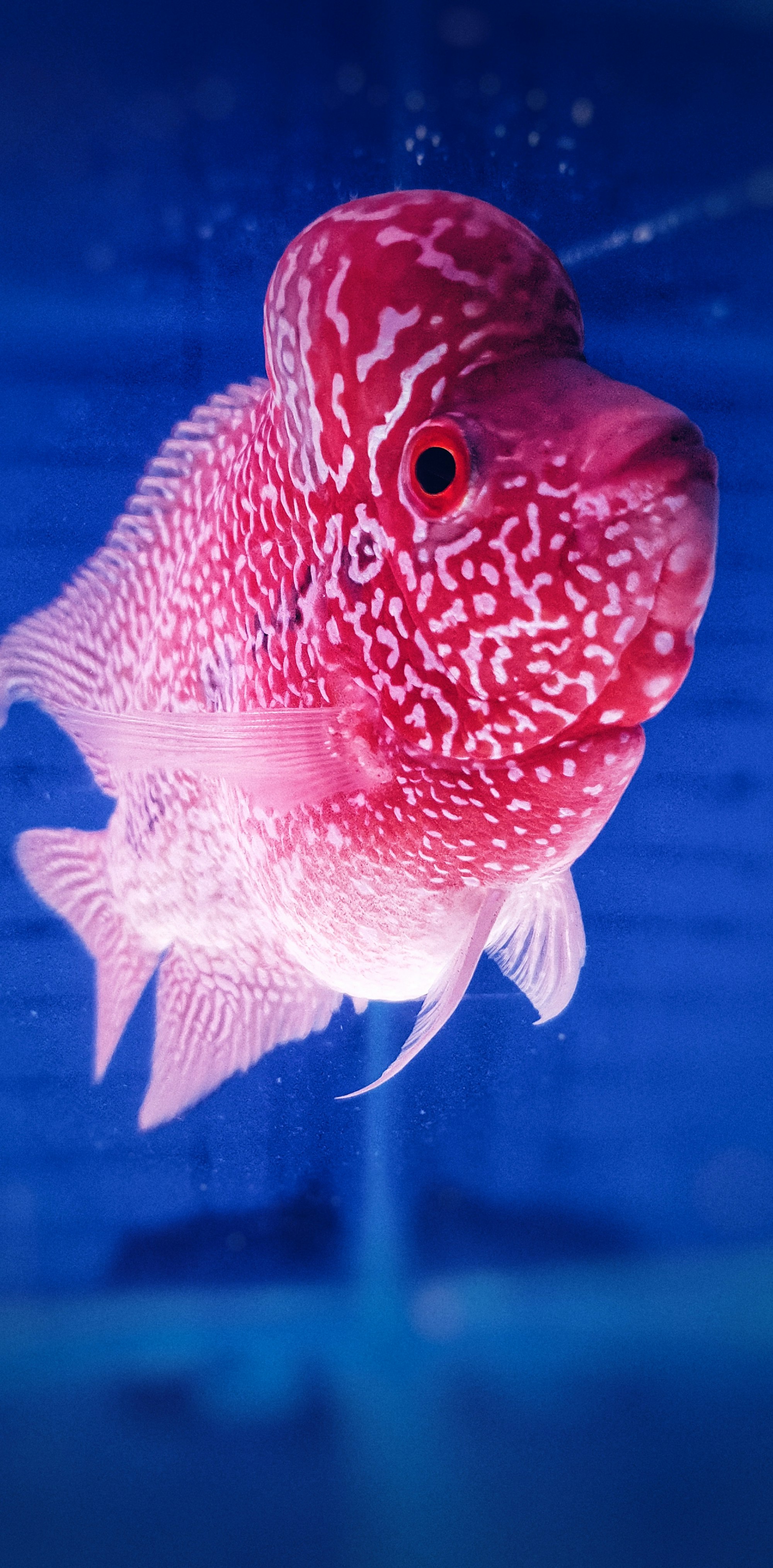 Are Flowerhorn Cichlids the Right Fish for Your Aquarium? A Comprehensive Guide to Care, Feeding, and Breeding Tips for These Colorful and Unique Fish