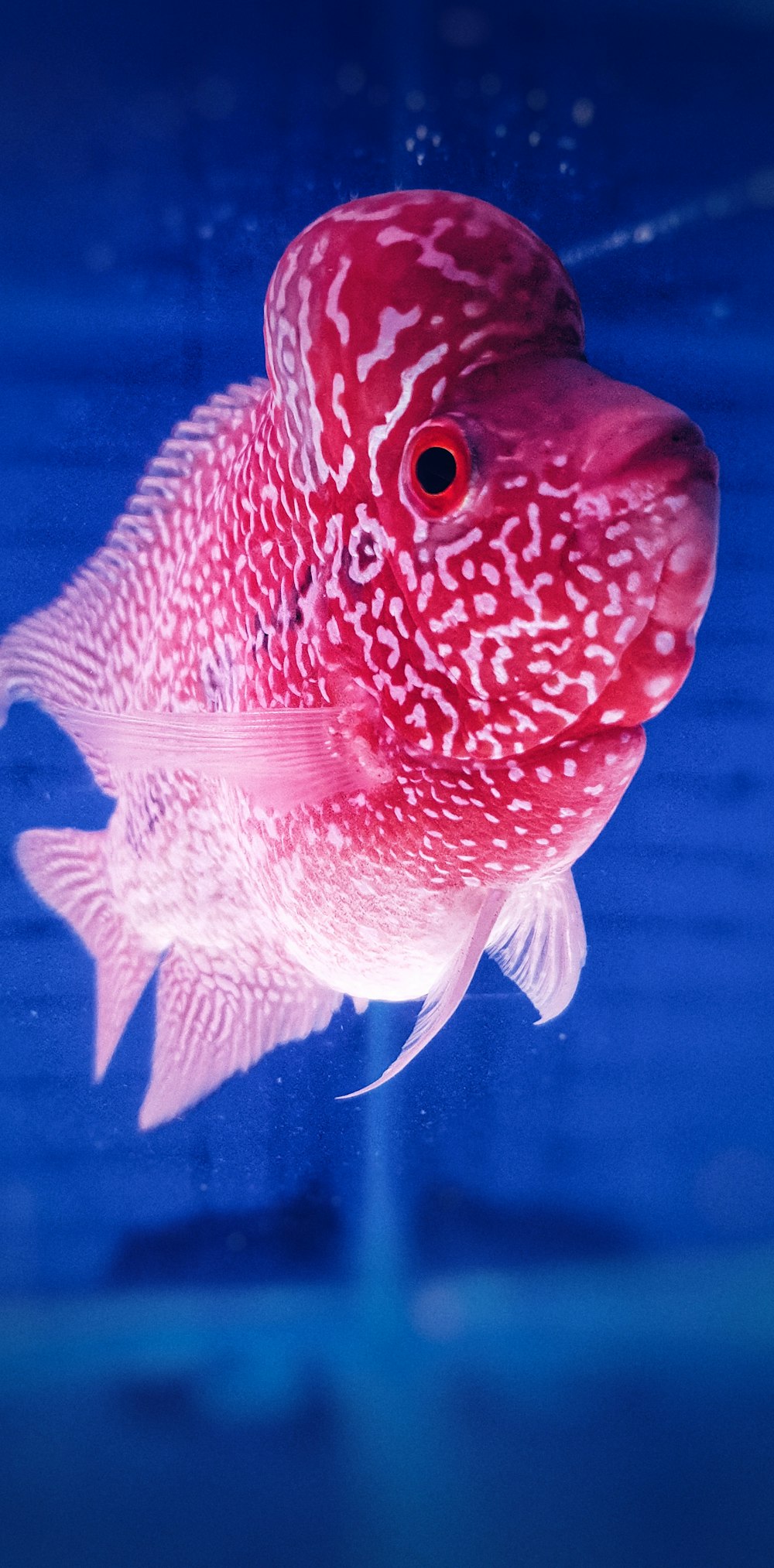 pearl flowerhorn cichlid