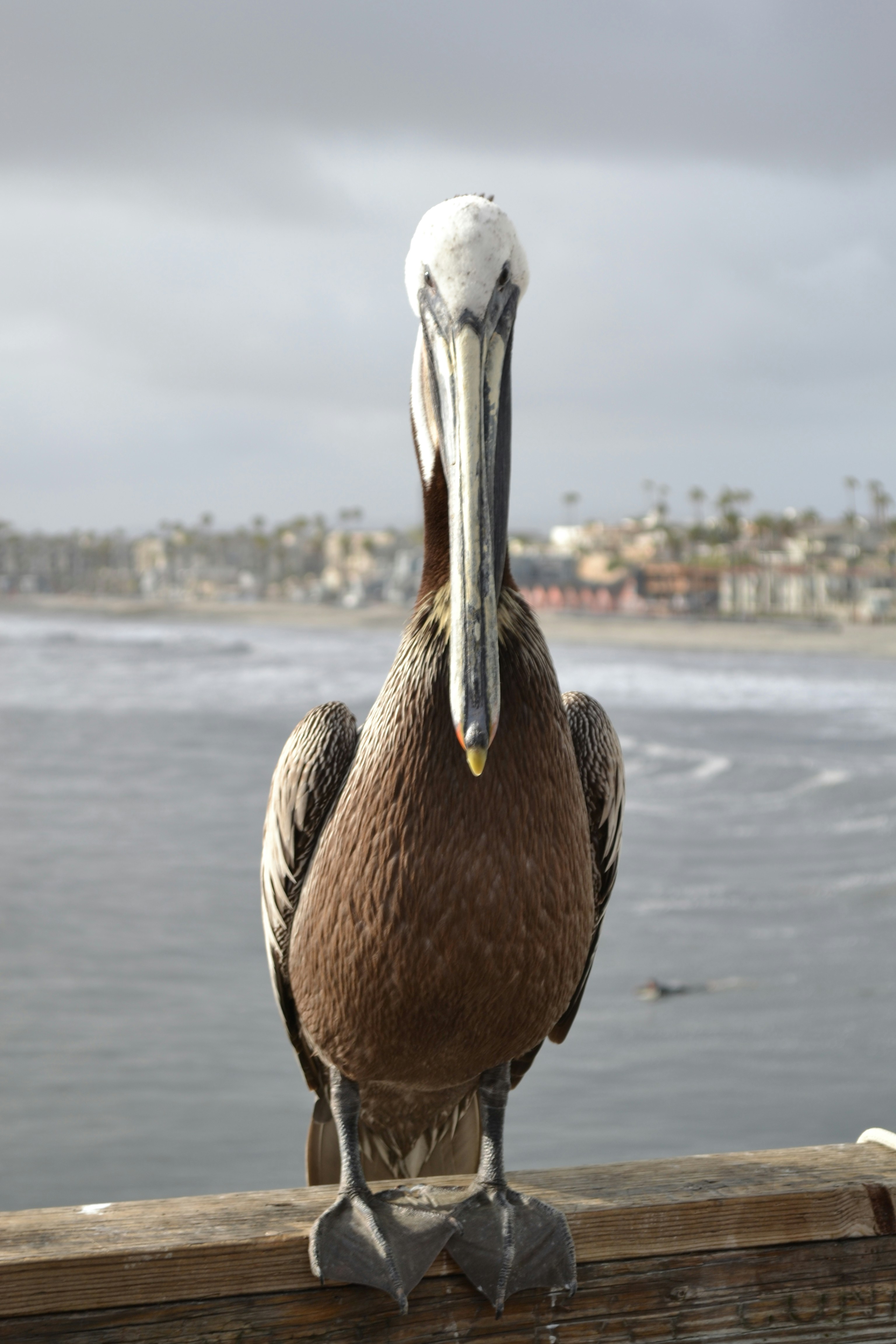 Photo by sarahesturgis
