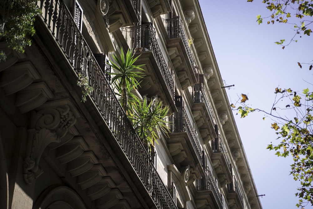 green palm on terrace