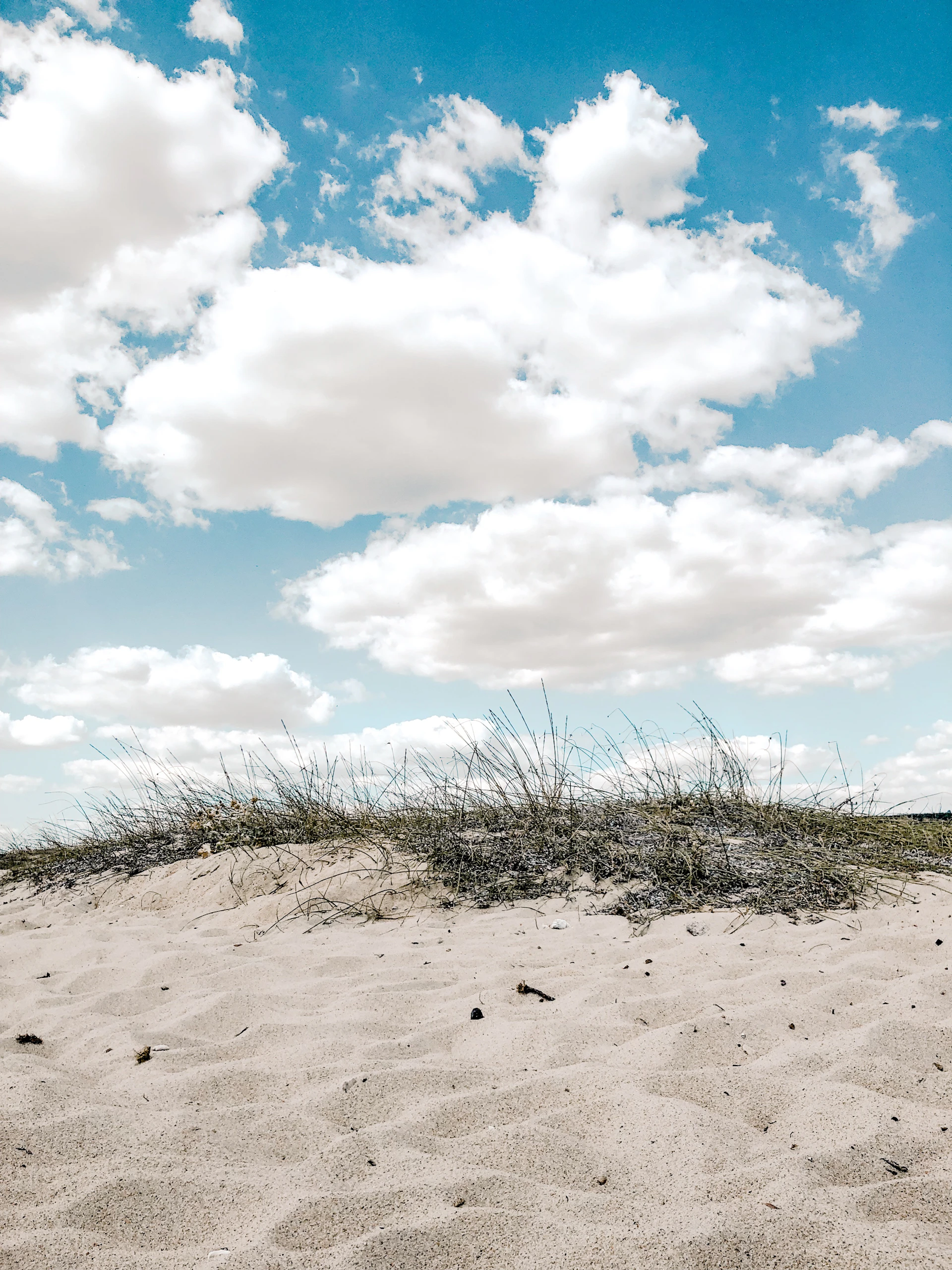 green plants on white sand