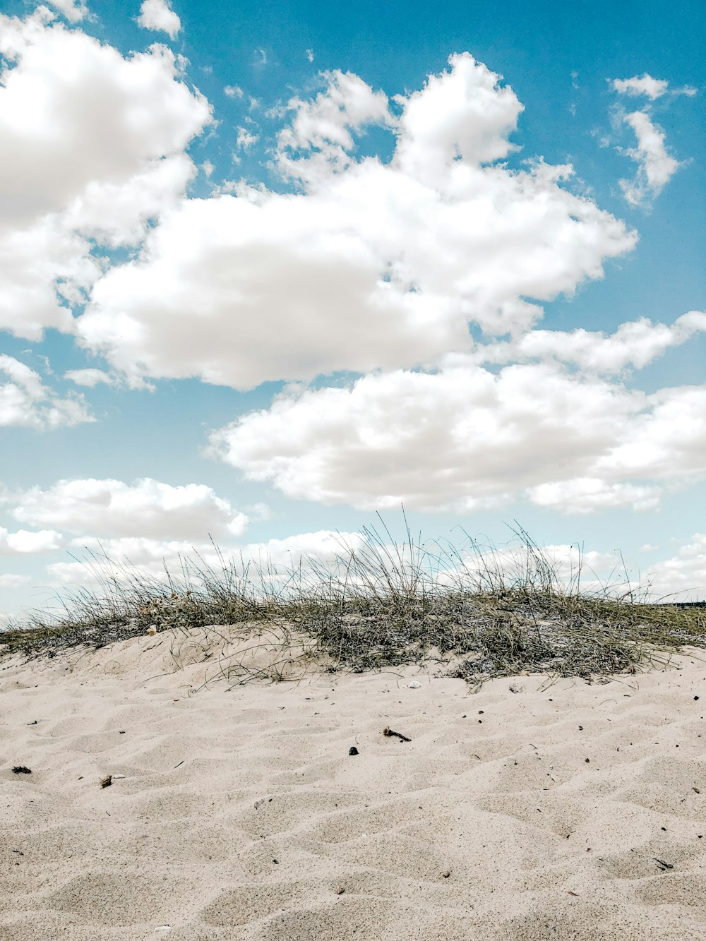 green plants on white sand