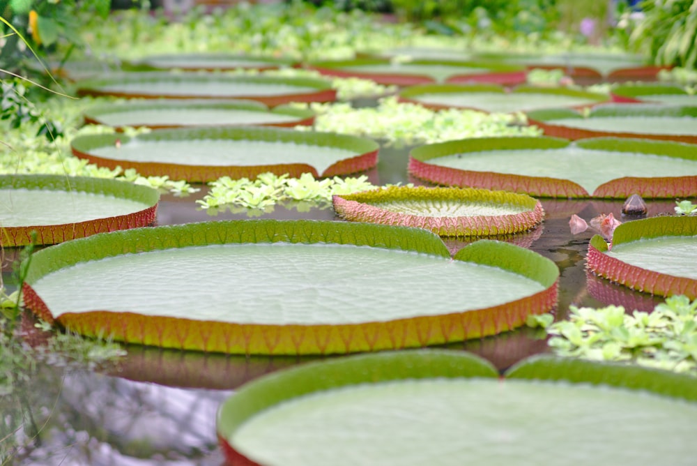 round green trays